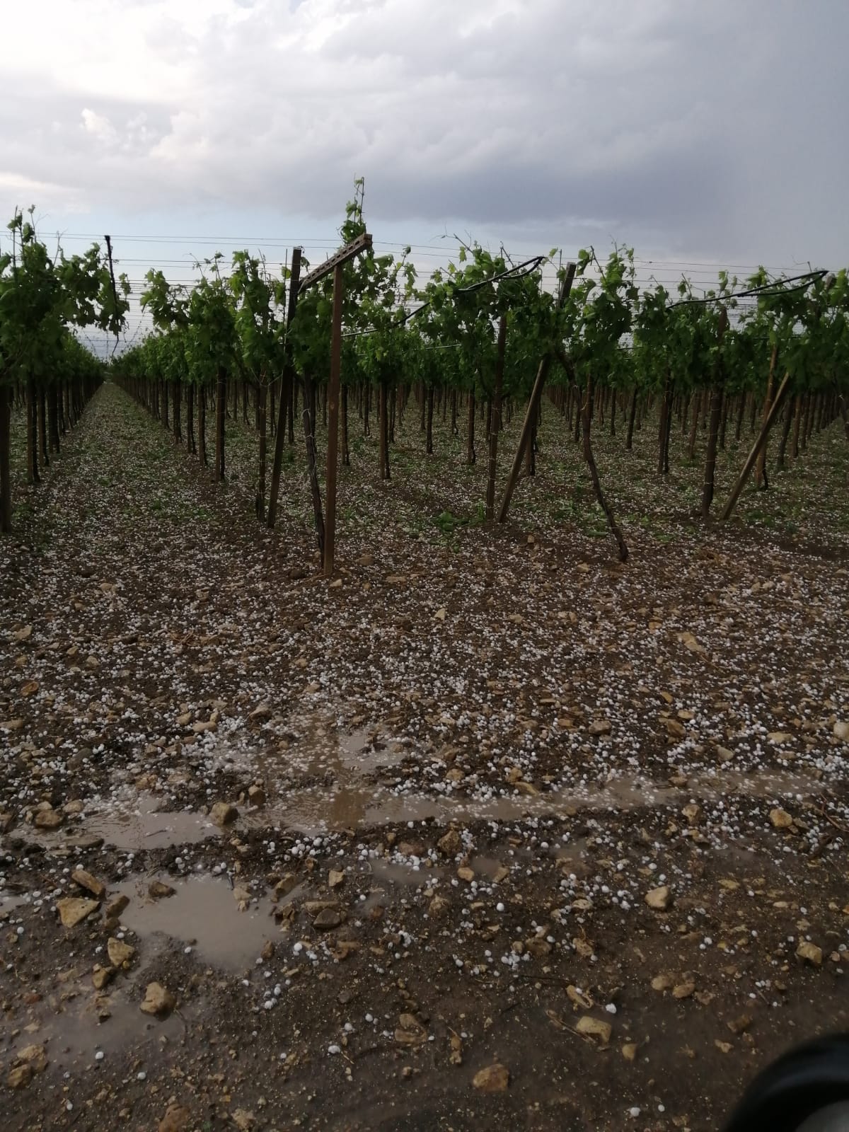 Grandine sul Tarantino, Cia Due Mari: “Agricoltura ko, perso un anno di lavoro”