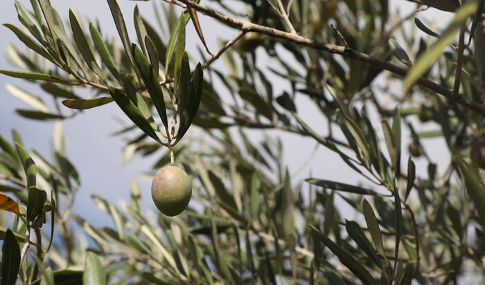 Olivicoltura: in Fvg annata 2021 forte calo, 2022 sarà ok