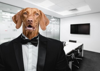 “Giornata mondiale del cane in ufficio”, dopo la pandemia aumentano gli uffici pet-friendly