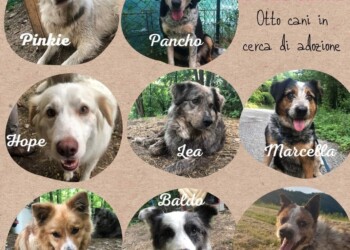 Canile? No grazie. L’OIPA di Piacenza inaugura il progetto “Alternativa al canile”