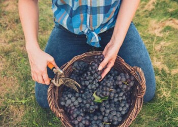 Cantina Produttori di Ramuscello: dopo il vino vegano, arriva la certificazione biologica
