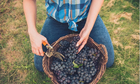Cantina Produttori di Ramuscello: dopo il vino vegano, arriva la certificazione biologica