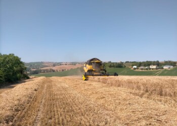 Trebbiatura in corso tra siccità e caro gasolio, “Aziende in forte difficoltà”