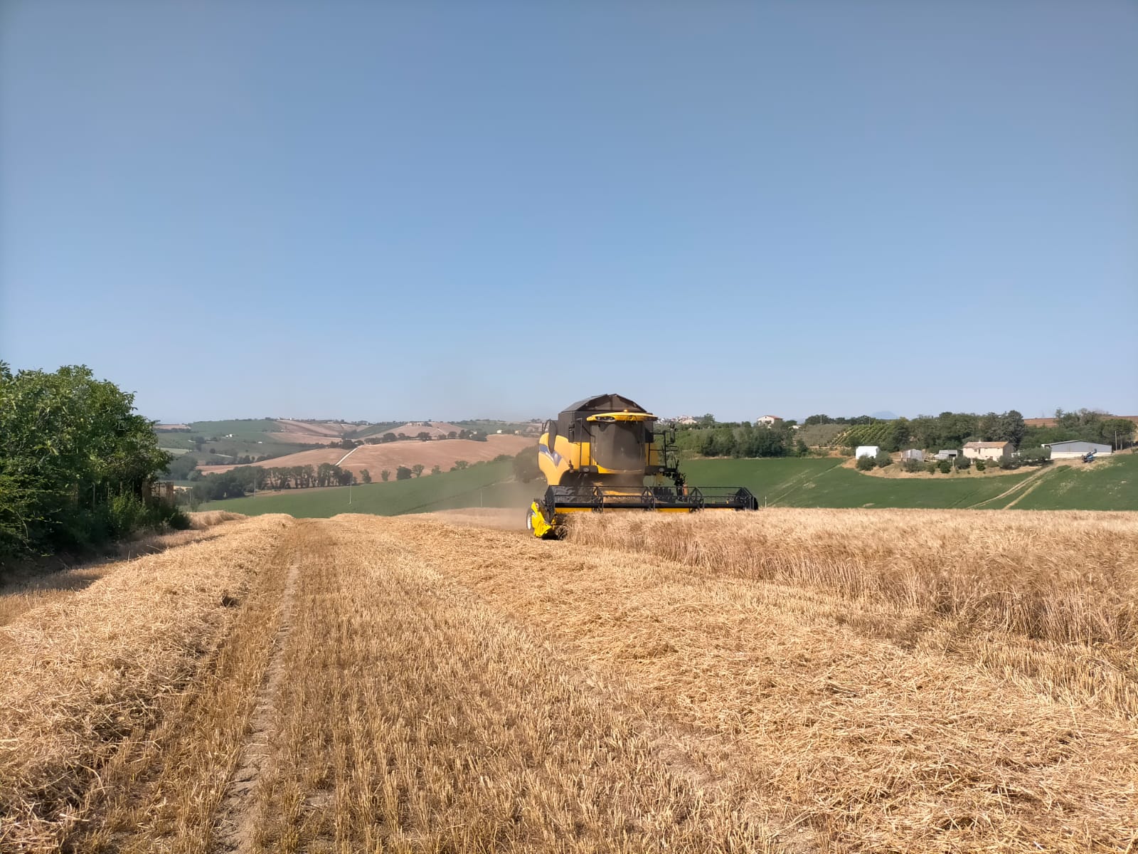Trebbiatura in corso tra siccità e caro gasolio, “Aziende in forte difficoltà”