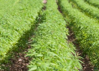 Business della cannabis: cosa studiare, corsi universitari e sbocchi lavorativi