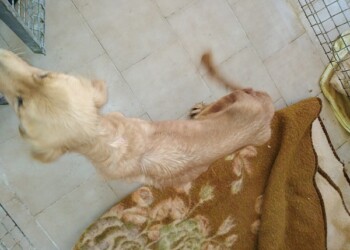 Confiscati i 23 animali sequestrati nel Piacentino nel 2019