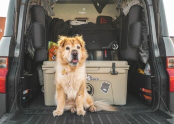 Viaggiare con i nostri amici a quattro zampe, cosa bisogna sapere?
