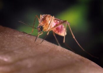 West Nile: a Padova 10 pazienti in terapia intensiva