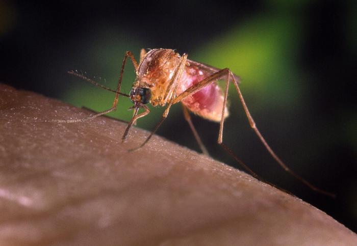 West Nile: a Padova 10 pazienti in terapia intensiva