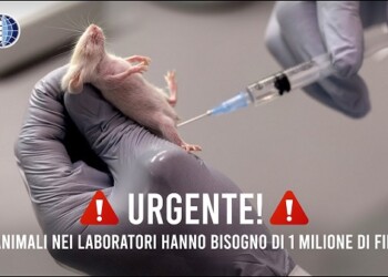 Test sugli animali in UE, 1,4 milioni di firme raccolte. OIPA: «La commissione europea ora obbligata ad andare verso una scienza animal-free»