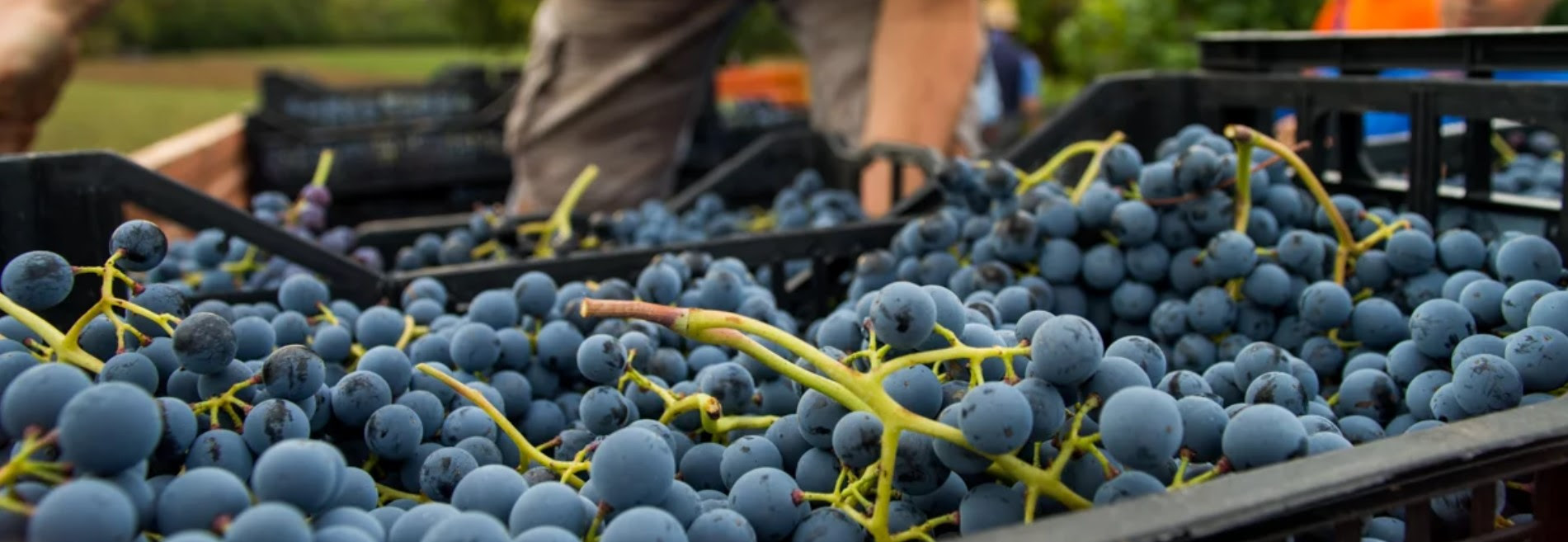 Vignaioli Artigiani Naturali: costituita l’Associazione che riunisce le cantine italiane per il vino naturale