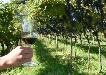 TRENTINO, EVENTI ENOGASTRONOMICI. IL PROGRAMMA DELL’ULTIMO WEEKEND DI DIVIN OTTOBRE