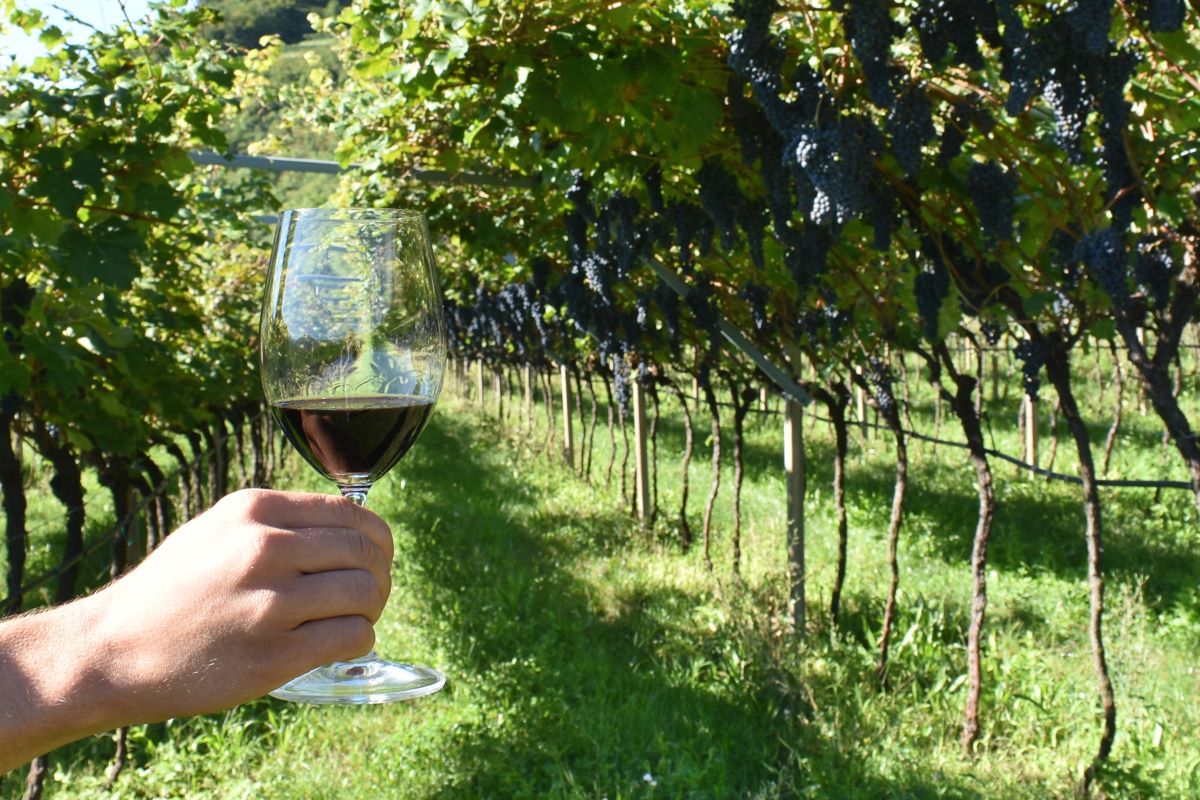 TRENTINO, EVENTI ENOGASTRONOMICI. IL PROGRAMMA DELL’ULTIMO WEEKEND DI DIVIN OTTOBRE