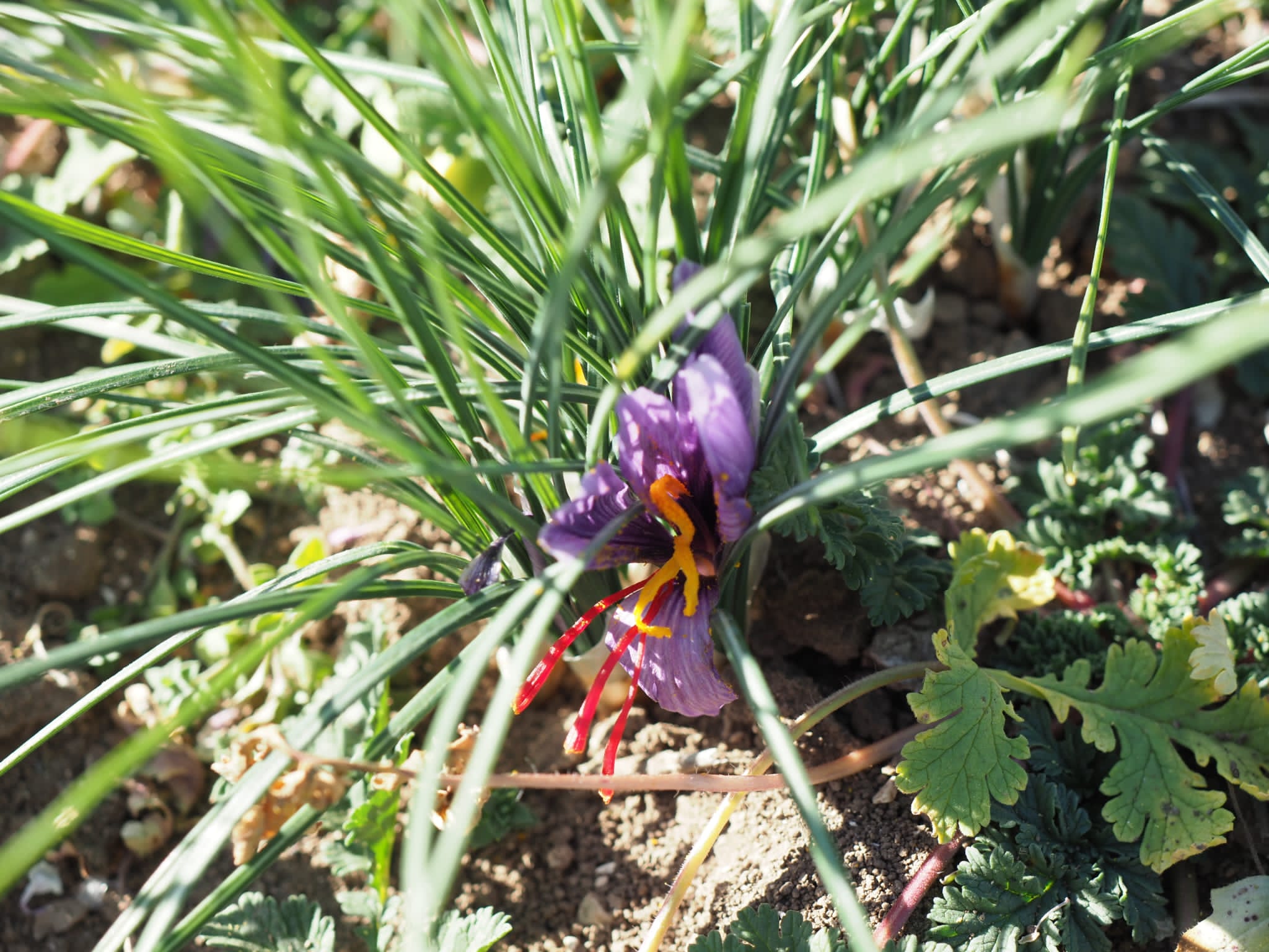 “Raccogli Conosci e Degusta”: imprudente, “Zafferano eccellenza made in Italy da difendere”