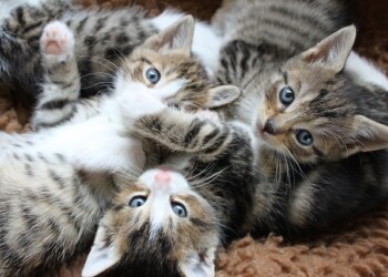 Quanti animali si possono tenere in casa secondo la legge? Risponde l’OIPA