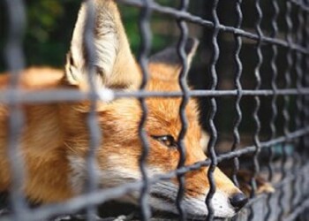 Stop alle pellicce in Europa. L’OIPA lancia l’ICE diretta alla commissione europea