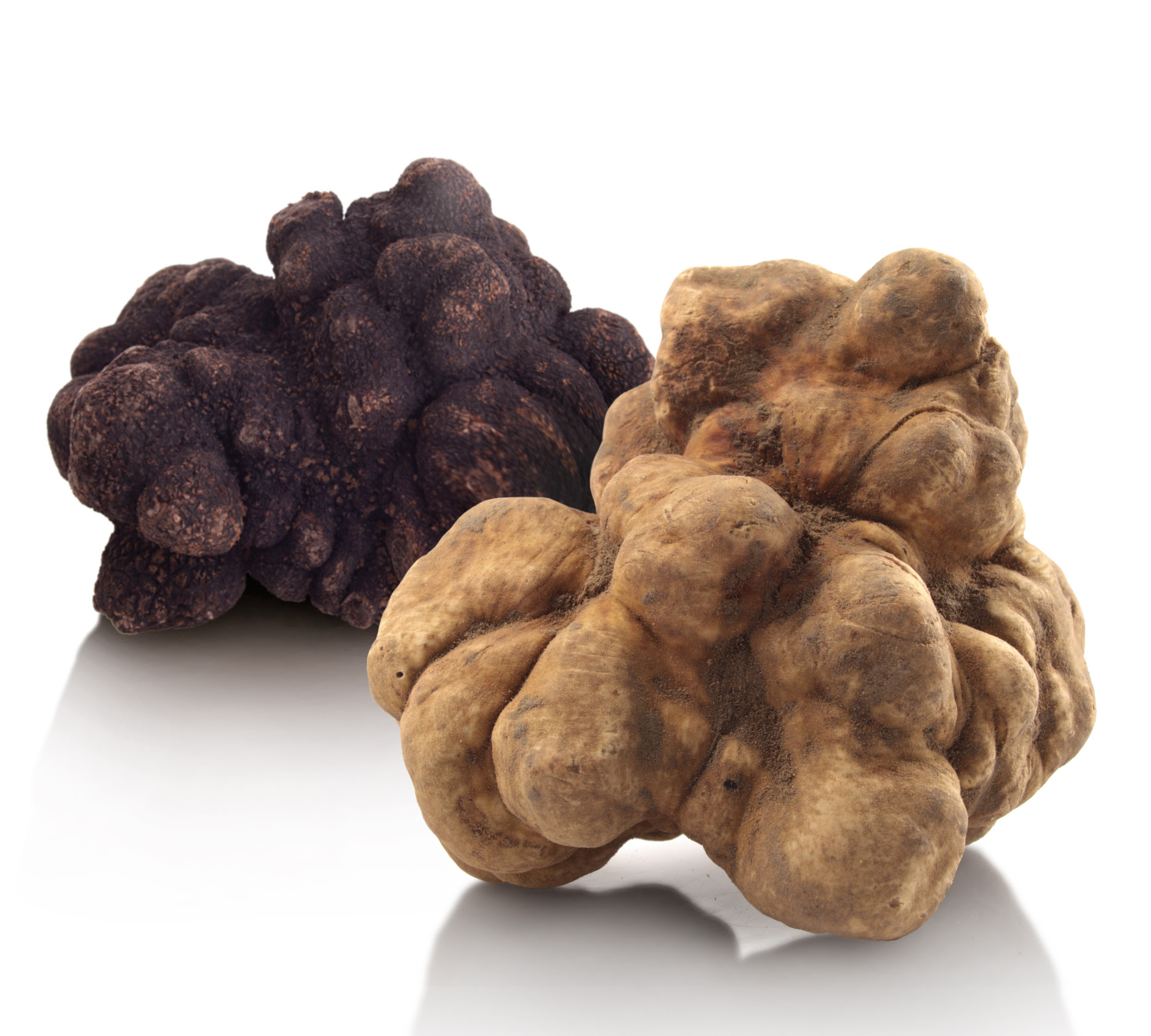 Appennino Food Group S.p.A:  al via la stagione del Tartufo Bianco