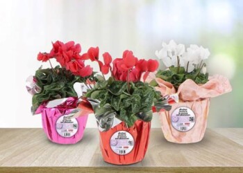 sulla malattia di Alzheimer