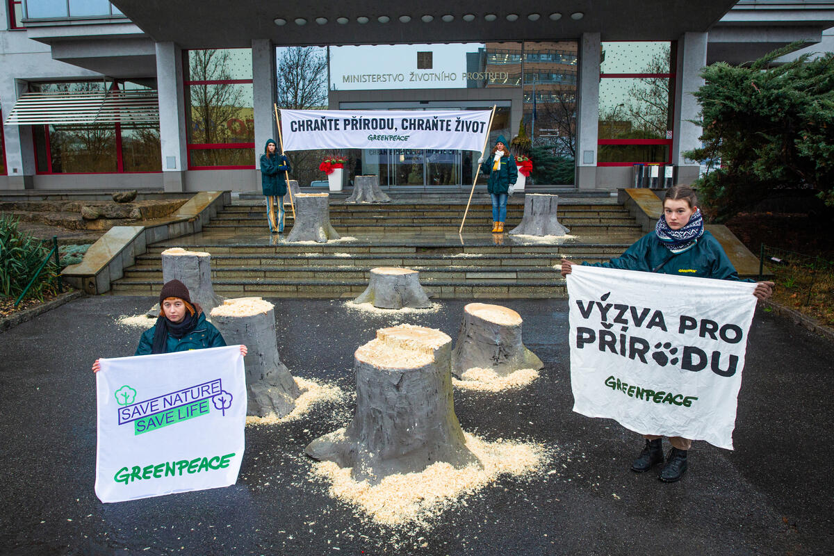 Approvata legge UE contro la deforestazione, Greenpeace: “Svolta importante, ma se serve un accordo globale per difendere la natura alla COP15”