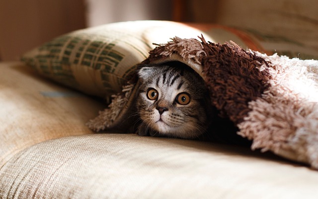 Come gestire l'arrivo di un gattino in casa?