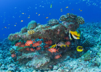 Le Seychelles e l’impegno per la conservazione dei coralli