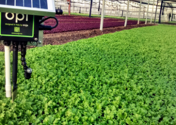 sistema di sensori e algoritmi ottimizza l'irrigazione