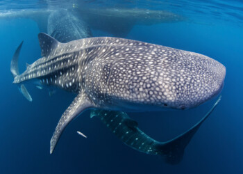Riapre il negoziato ONU per il trattato mondiale sugli oceani