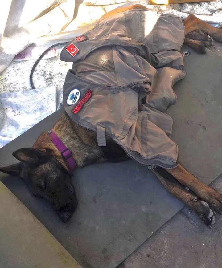 Proteo muore di fatica scavando tra le macerie, è protesta sul web