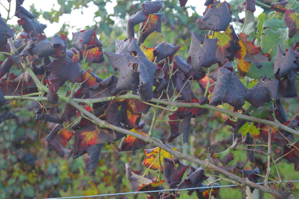Per Confagricoltura è urgente intervenire per interrompere la diffusione della Flavescenza dorata per tutelare e sostenere il comparto vitivinicol