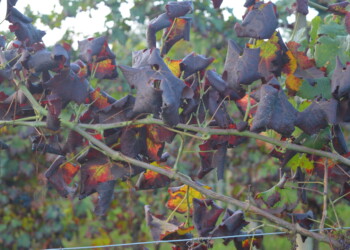 Per Confagricoltura è urgente intervenire per interrompere la diffusione della Flavescenza dorata per tutelare e sostenere il comparto vitivinicol