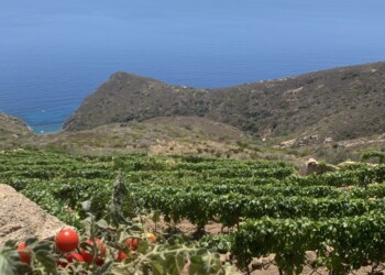 Alle radici della cucina Mediterranea: dal miele di Aristotele all’Ansonaca del Giglio