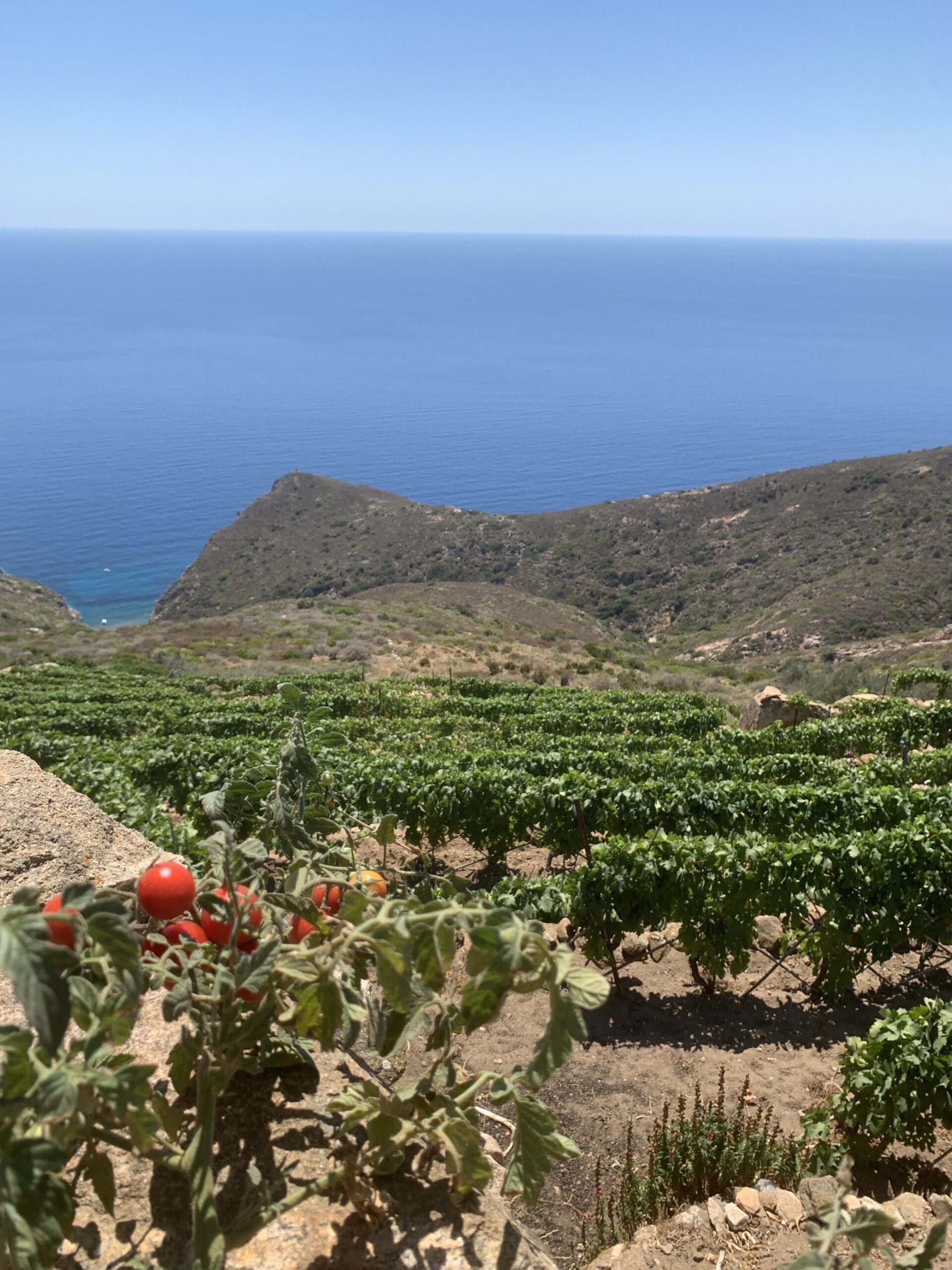 Alle radici della cucina Mediterranea: dal miele di Aristotele all’Ansonaca del Giglio