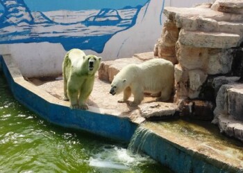 Giornata Mondiale dell’Orso Polare, sono a rischio: salviamoli!