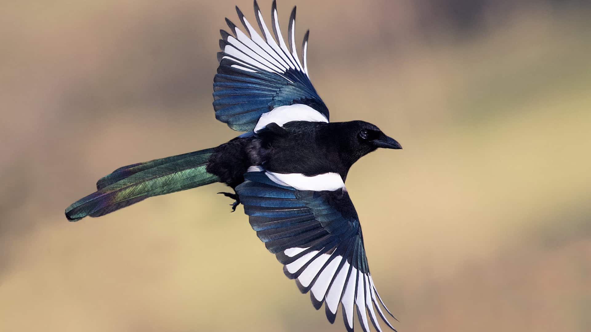 Mauro Nardella segretario generale territoriale UIL PA Polizia Penitenziaria