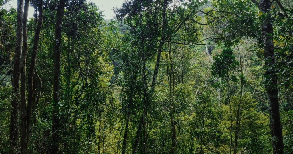 Per la Giornata Mondiale delle Foreste, Giovani FIDAS sostiene l’ambiente con un gesto anche questa volta concreto.