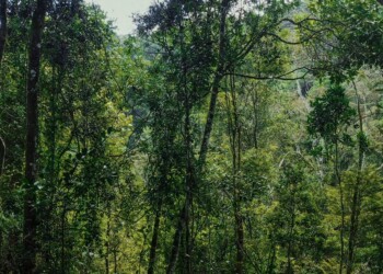 Per la Giornata Mondiale delle Foreste, Giovani FIDAS sostiene l’ambiente con un gesto anche questa volta concreto.