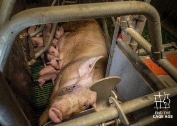 Carne “sintetica”. OIPA: «Governo Meloni sottomesso a categorie che sfruttano gli animali. Portatori d’interesse a tutela degli animali mai considerati»