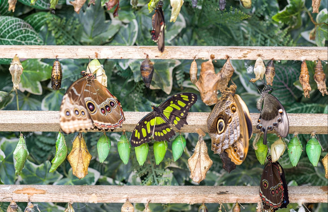 A Roma riapre la Casa delle Farfalle