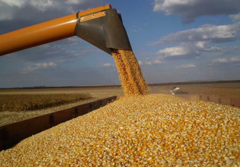 Campagna cerealicola 2023/24, preoccupa la mancanza di acqua