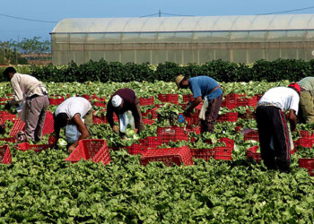 Agricoltura, il lavoro c’è ma mancano gli addetti