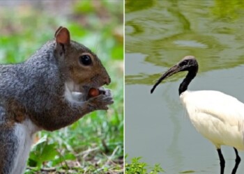 SCOIATTOLO GRIGIO E DELL’IBIS SACRO, CONSIDERATI “SPECIE ALIENE”.