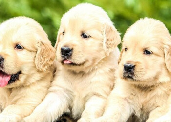 National Puppy Day,
