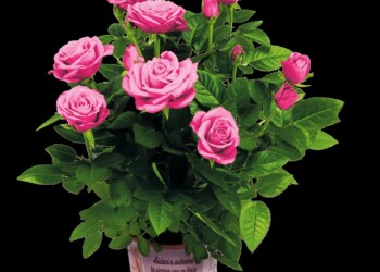 Festa della mamma: Airalzh e Coop di nuovo unite per sostenere la ricerca contro l’Alzheimer