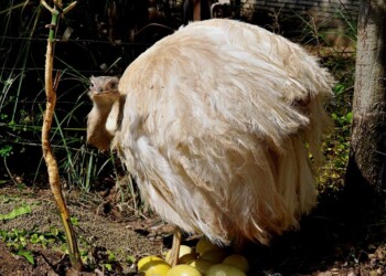Pasqua 2023 al Bioparco di Roma