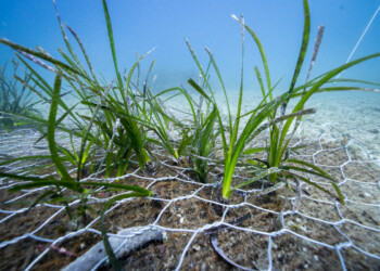 22 aprile: Giornata mondiale della Terra