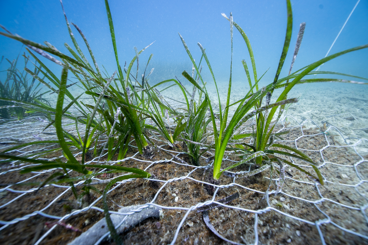 22 aprile: Giornata mondiale della Terra