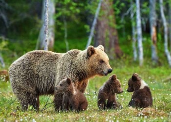 Runner morto. OIPA: «Chiediamo di partecipare all’annunciato tavolo tecnico in quanto portatori d’interessi diffusi»