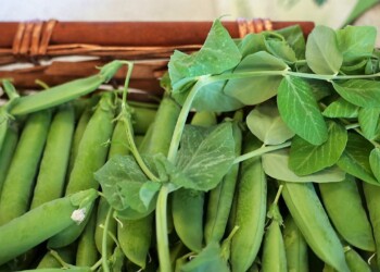 Bisi in Festa: al via la rassegna che promuove i preziosi legumi del Veneto