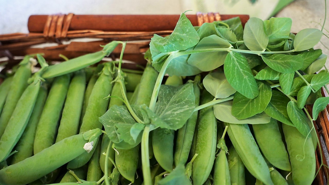 Bisi in Festa: al via la rassegna che promuove i preziosi legumi del Veneto