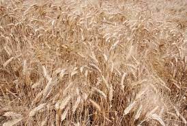 Addio cicatrici, estratto del grano le “cancella” con meno rischi di macchie al sole, anche nelle lesioni gravi
